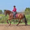 Friesian Gelding for Sale USA Friesian Gelding for Sale USA