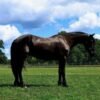 Friesian Cross Gelding for Sale USA