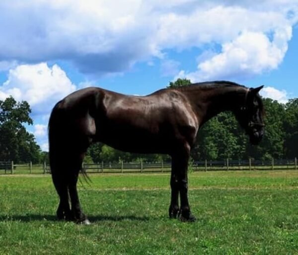 Friesian Cross Gelding for Sale USA