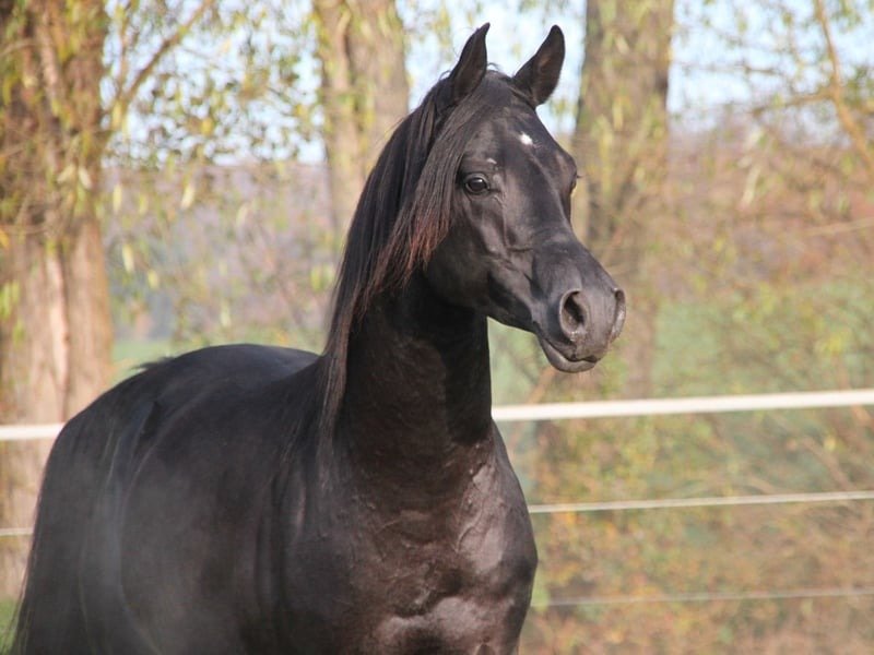 Arabian Gelding for Sale Germany