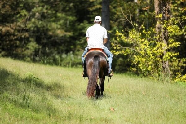 π Friesian Sport Horse for Sale USA π Friesian Sport Horse for Sale USA