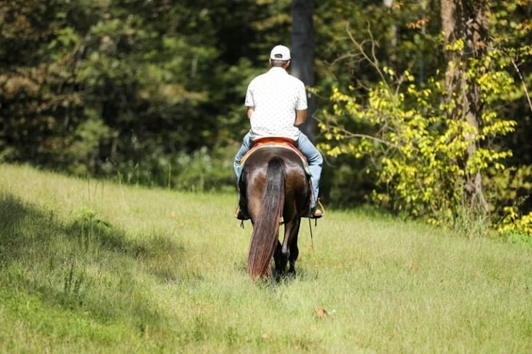 🐎 Friesian Sport Horse for Sale USA