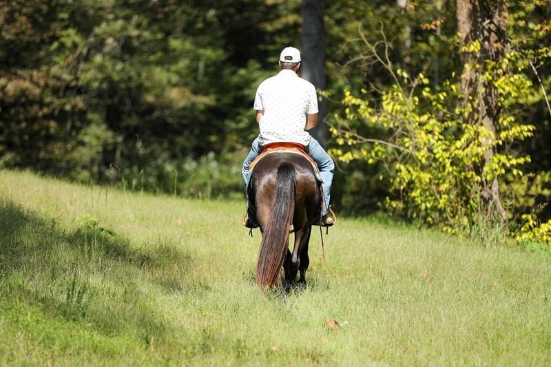 π Friesian Sport Horse for Sale USA