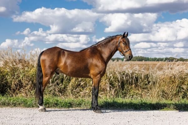 Friesian Cross Pony for Sale USA