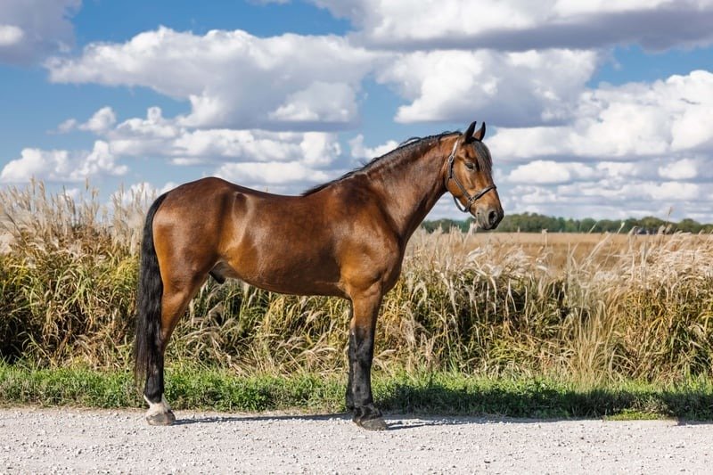 Friesian Cross Pony for Sale USA