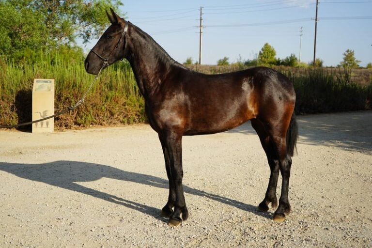 warlander mare for sale usa