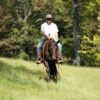 π Friesian Sport Horse for Sale USA π Friesian Sport Horse for Sale USA