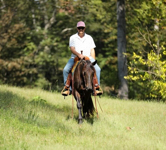 🐎 Friesian Sport Horse for Sale USA