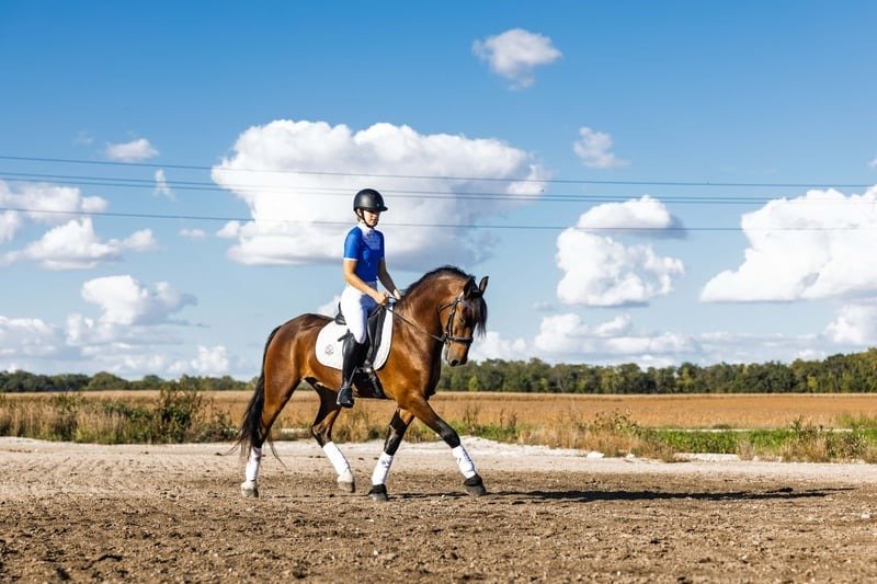 Friesian Cross Pony for Sale USA