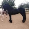 🐎 Friesian Stallion for Sale EU