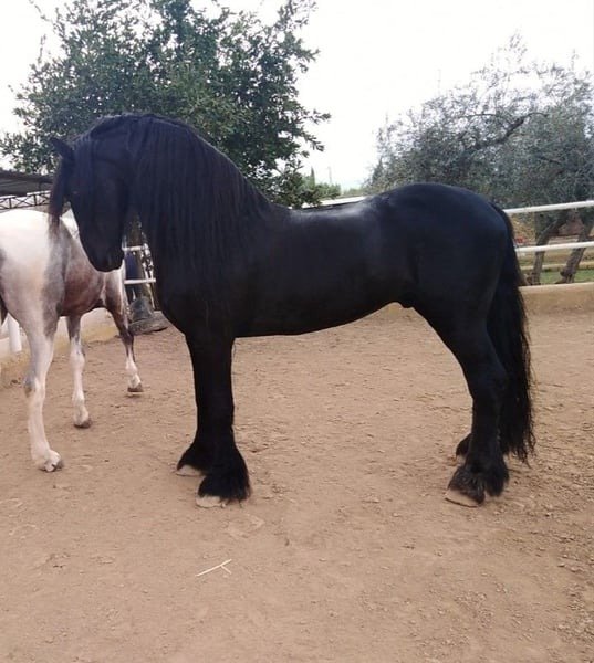 🐎 Friesian Stallion for Sale EU