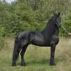 Friesian Stallion for Sale EU
