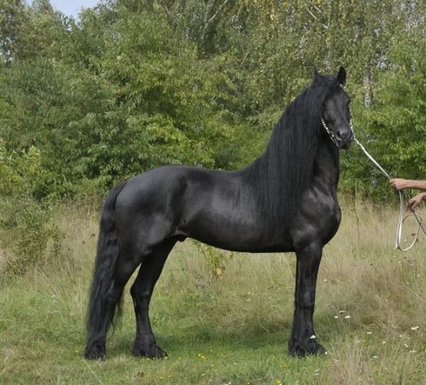Friesian Stallion for Sale EU