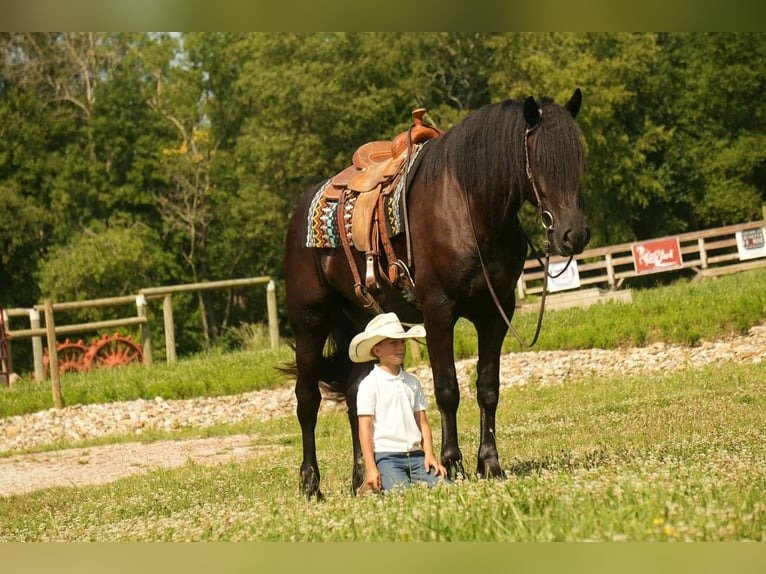 Friesian Cross Gelding for Sale USA