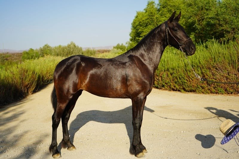 warlander mare for sale usa