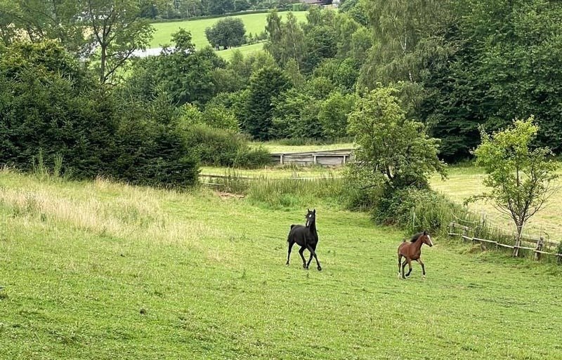 black arabian mare for sale