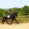 🐎 Friesian Sport Horse for Sale USA