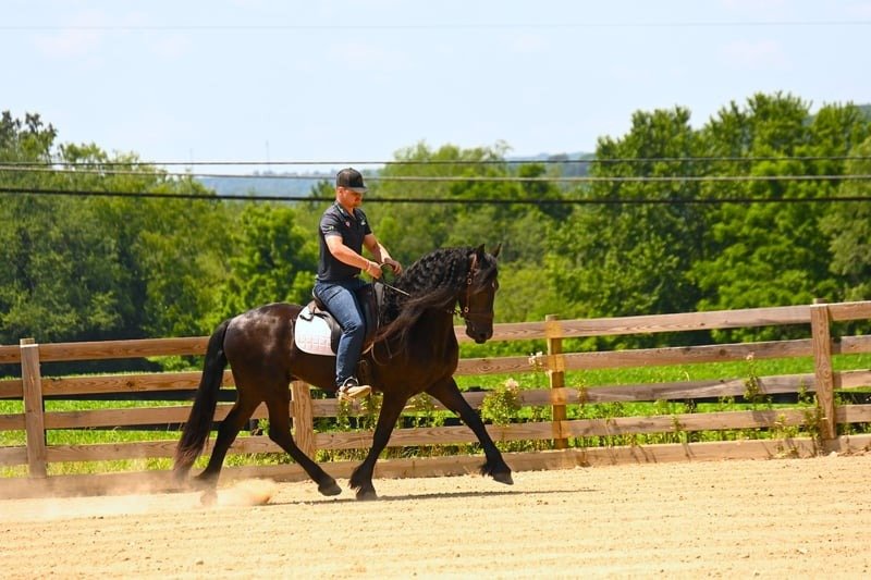 🐎 Friesian Sport Horse for Sale USA
