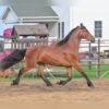 Friesian Gelding for Sale USA Friesian Gelding for Sale USA