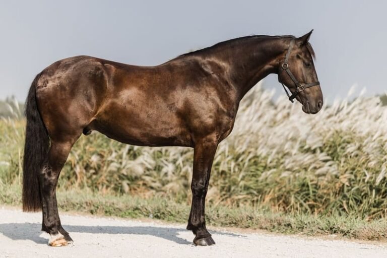Friesian Cross Gelding for Sale USA