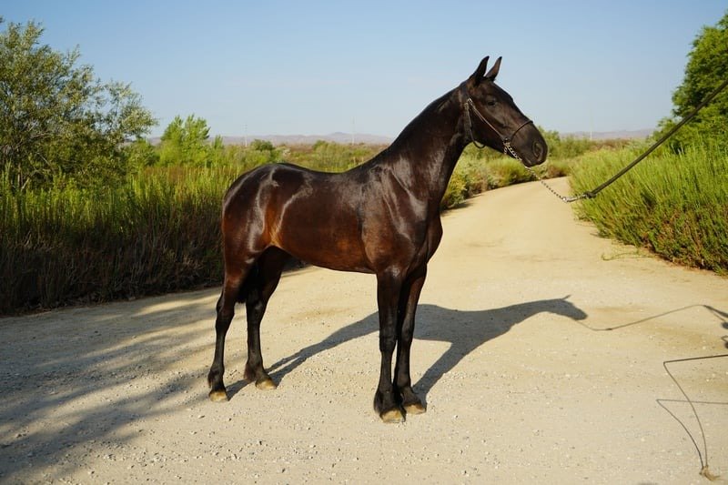 warlander mare for sale usa