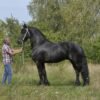 Friesian Stallion for Sale EU
