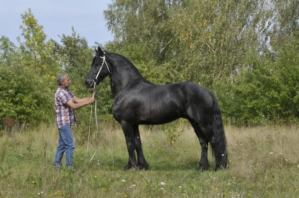 Friesian Stallion for Sale EU
