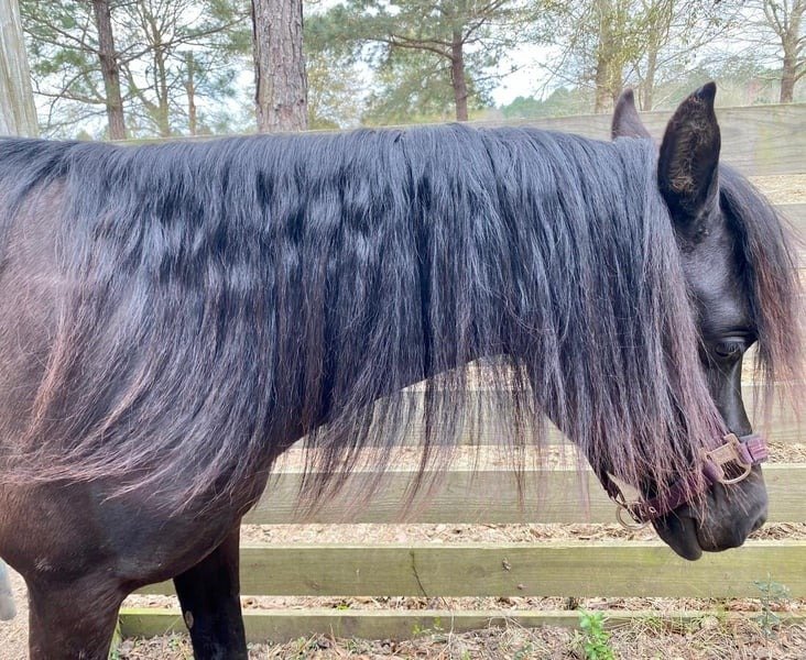 black arabian mare for sale