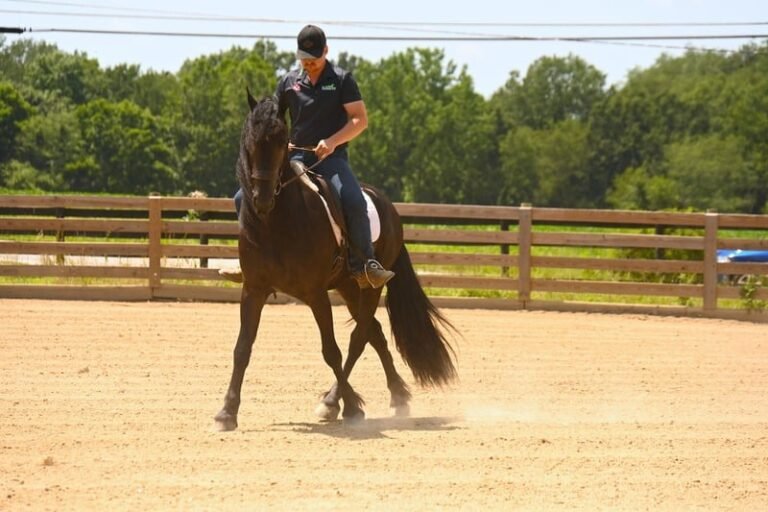 🐎 Friesian Sport Horse for Sale USA