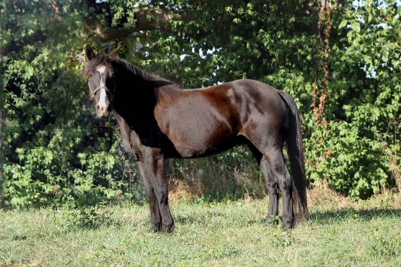 Friesian Gelding for Sale USA