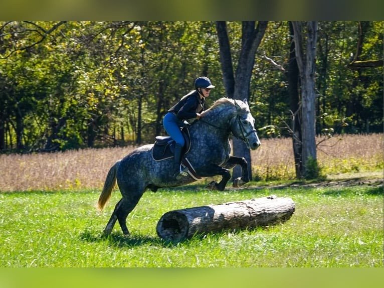 🐎 Friesian Gelding for Sale USA