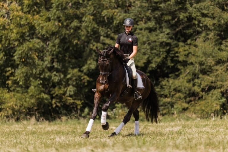 Friesian Cross Gelding for Sale USA