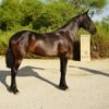 warlander mare for sale usa
