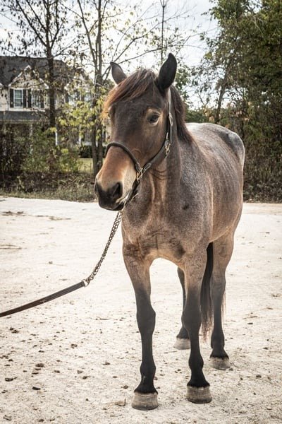π Friesian Mare for Sale USA π Friesian Mare for Sale USA