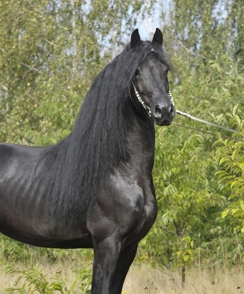 Friesian Stallion for Sale EU