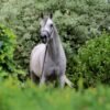 Arabian Gelding for Sale Germany