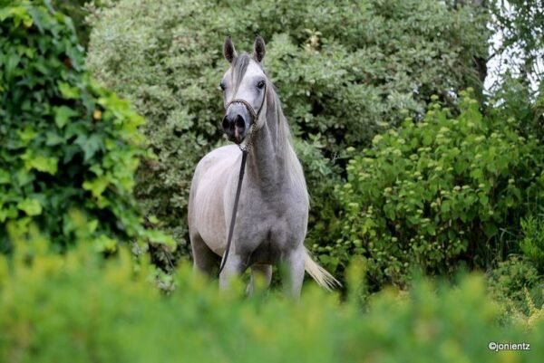 Arabian Gelding for Sale Germany