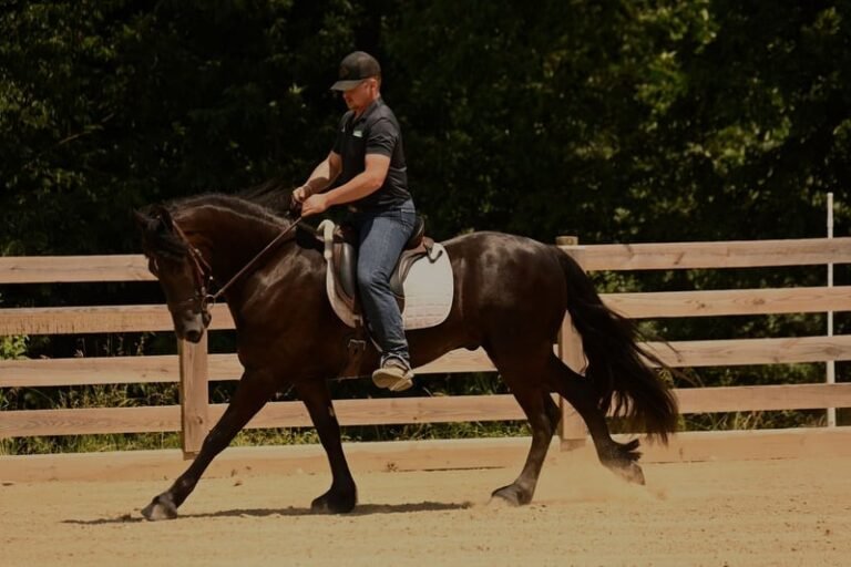 🐎 Friesian Sport Horse for Sale USA