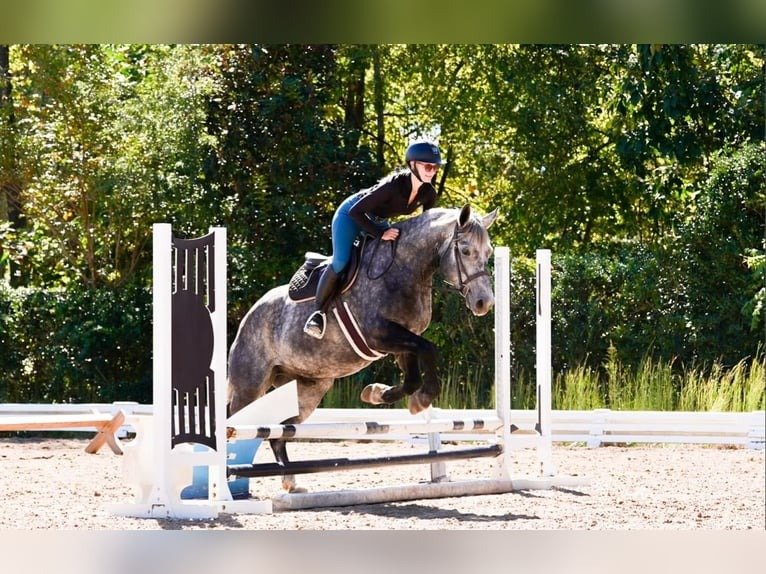 🐎 Friesian Gelding for Sale USA