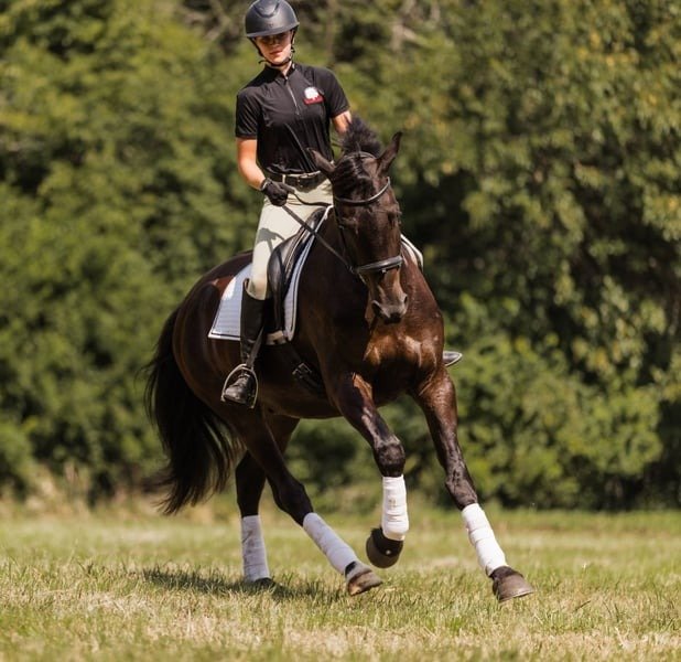 Friesian Cross Gelding for Sale USA