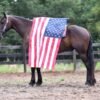 🐎 Friesian Quarter Horse for Sale USA