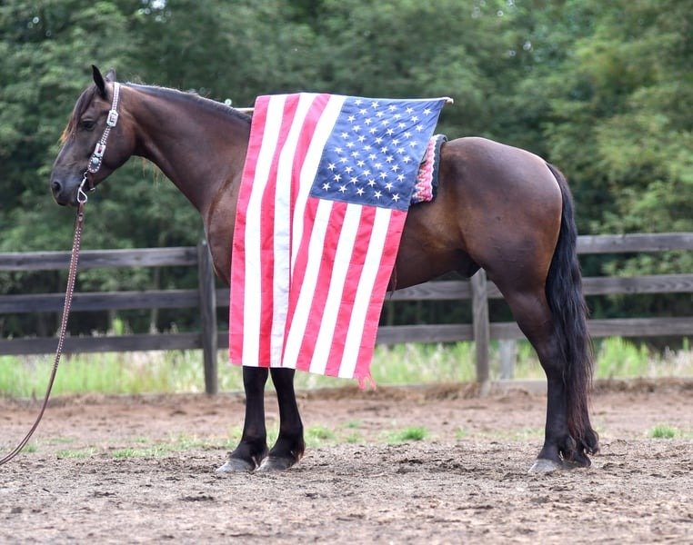 🐎 Friesian Quarter Horse for Sale USA