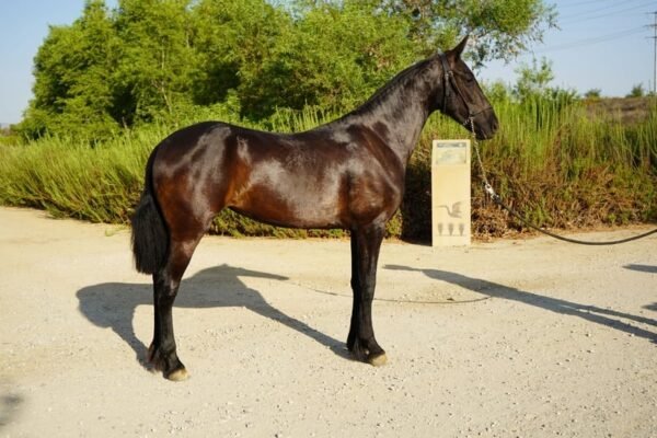 warlander mare for sale usa
