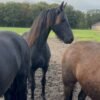 🐎 Friesian Mare for Sale EU