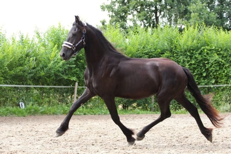 Friesian Mare for Sale EU