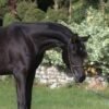 🐎 Arabian Mare for Sale Poland