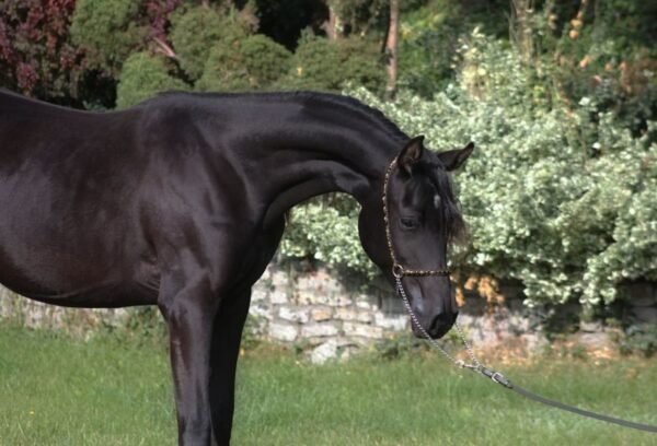 🐎 Arabian Mare for Sale Poland