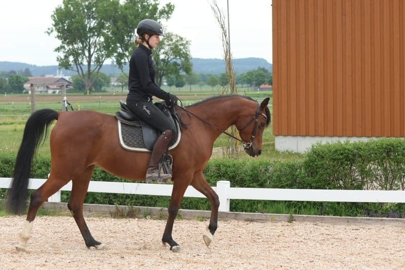 Arabian Mare for Sale Germany