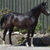 Arabian Partbred Mare for Sale Germany