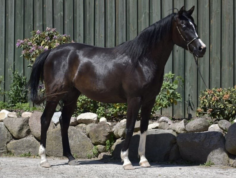 Arabian Partbred Mare for Sale Germany